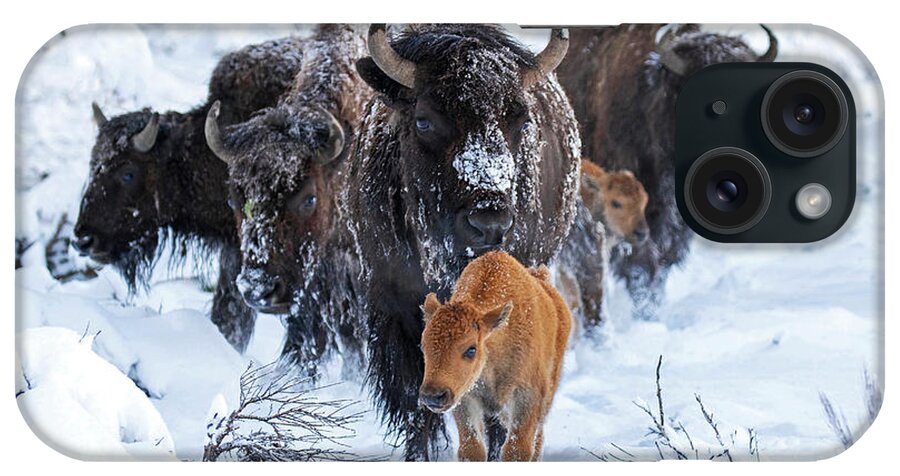 Bison iPhone Case featuring the photograph Taking Point by Shari Sommerfeld