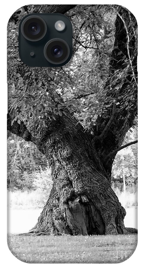 Trunk iPhone Case featuring the photograph Tall and Twisted by Bentley Davis