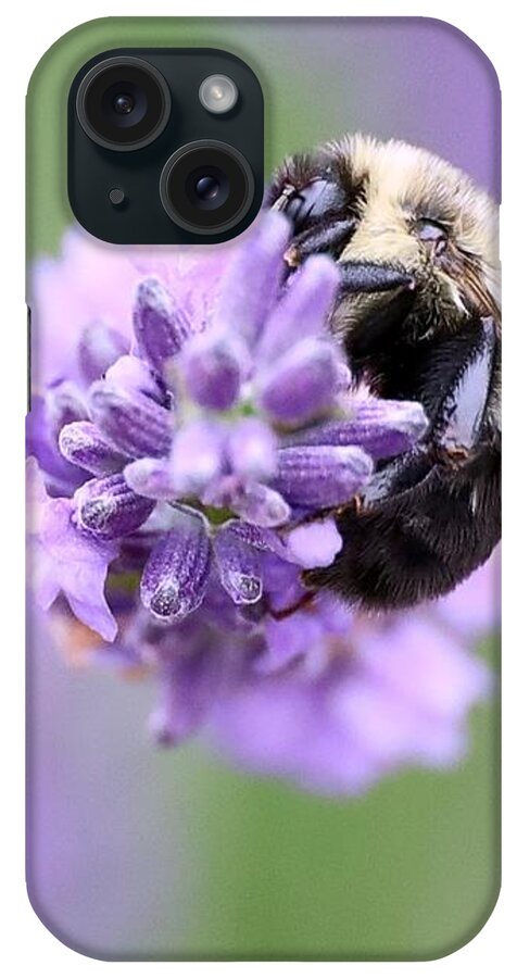 Bee iPhone Case featuring the photograph The Bee's Knees by Lori Lafargue