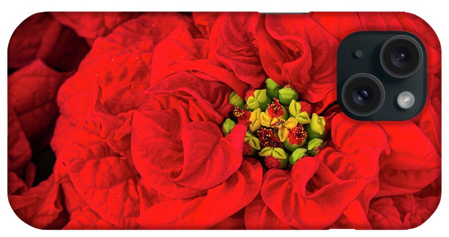 Christmas iPhone Case featuring the photograph The Christmas Rose by Marilyn Cornwell