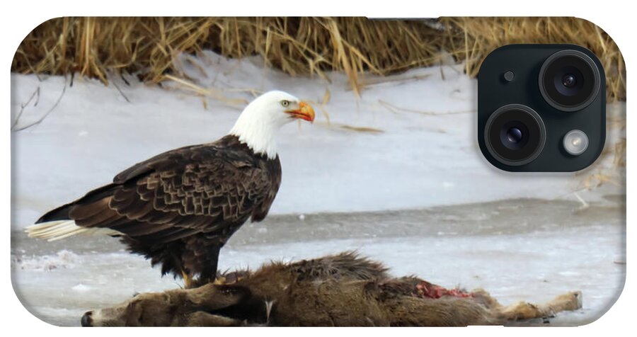 Bald Eagle iPhone Case featuring the photograph The dead and the living by Jeff Swan