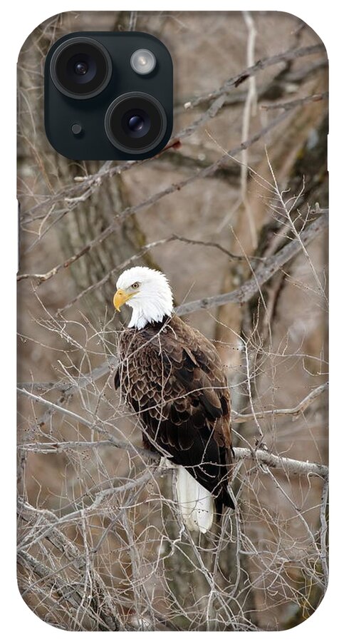 Bird iPhone Case featuring the photograph The Eagle Has Landed by Lens Art Photography By Larry Trager