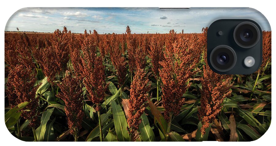 Great Plains iPhone Case featuring the photograph The Fall Color of Sorghum by Scott Bean