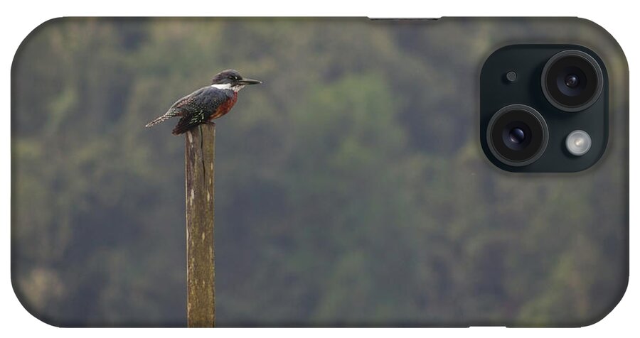Kingfisher iPhone Case featuring the photograph The Fisher King by Josu Ozkaritz