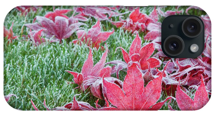 Maple iPhone Case featuring the photograph The Frosted Fallen by Marilyn Cornwell