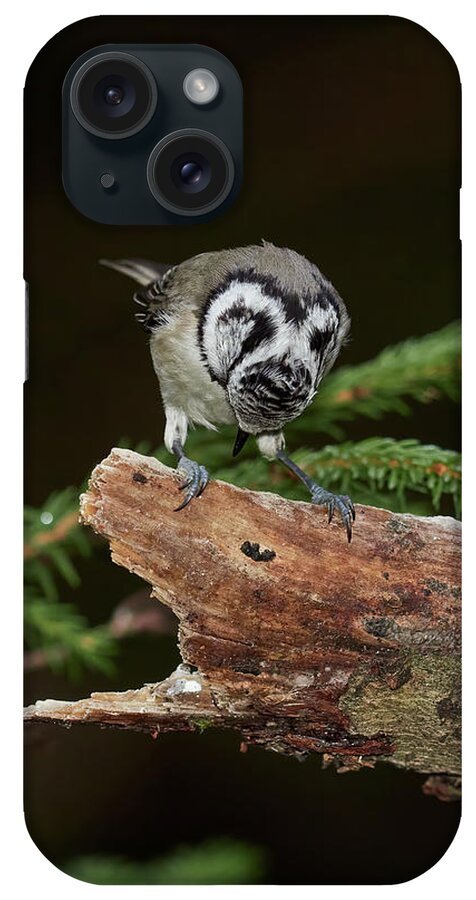 Finland iPhone Case featuring the photograph The great bluff. Crested Tit by Jouko Lehto