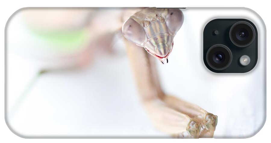 Praying Mantis iPhone Case featuring the photograph The Hungry Praying Mantis by Tony Lee