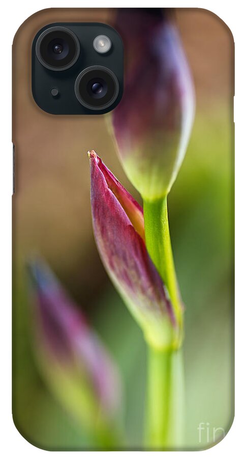 Iridaceae iPhone Case featuring the photograph The Iris Leaf by Joy Watson