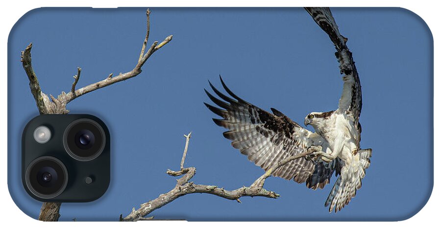 Accipitridae iPhone Case featuring the photograph The Landing by Maresa Pryor-Luzier