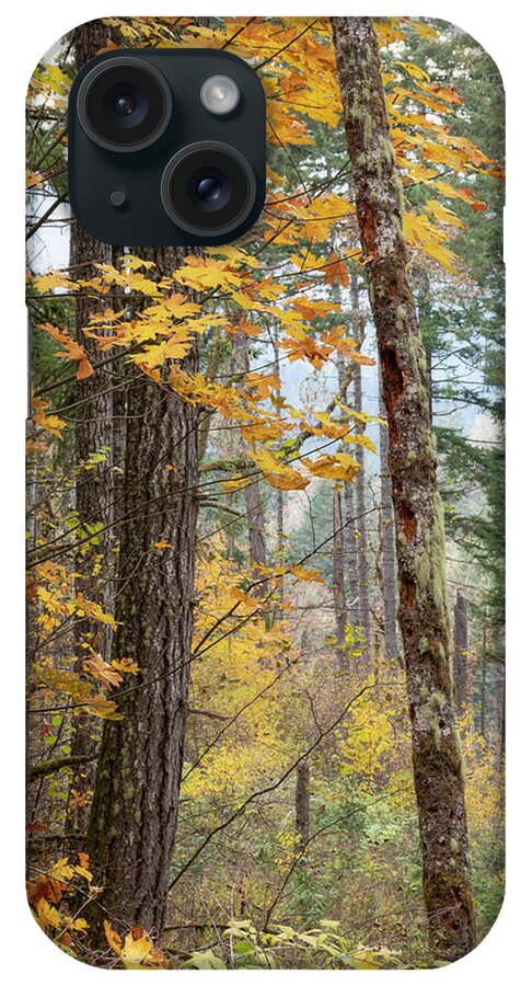Fall iPhone Case featuring the photograph The Last of Fall by Catherine Avilez
