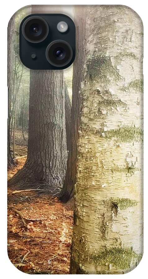 Birch Tree Vaughan Woods Forest Fall Sun Sunlight Light Copper Autumn iPhone Case featuring the photograph The Light in the Wood by Raena Wilson