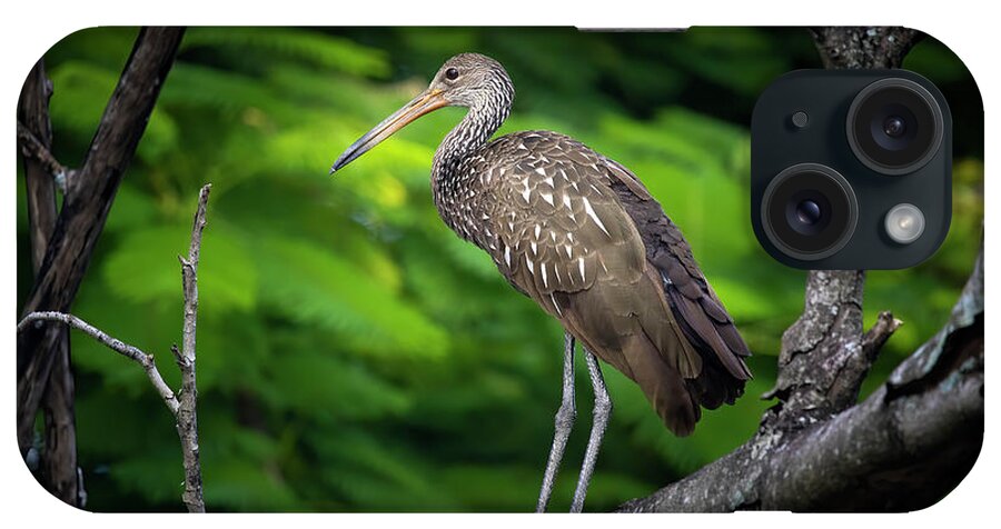 Limpkin iPhone Case featuring the photograph The Limpkin in the Tree by Mark Andrew Thomas