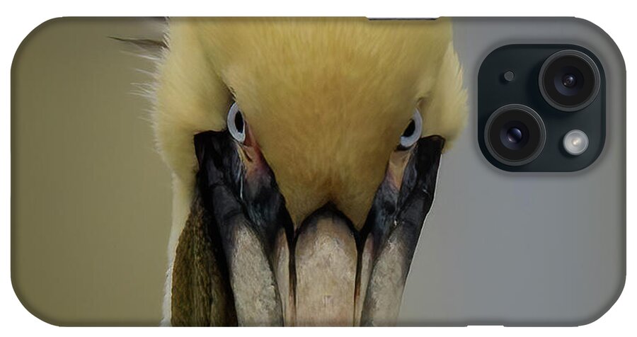Pelican iPhone Case featuring the photograph The Look by JASawyer Imaging