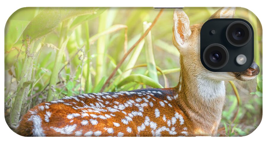 Fawn iPhone Case featuring the photograph The Peaceful Fawn by Jordan Hill