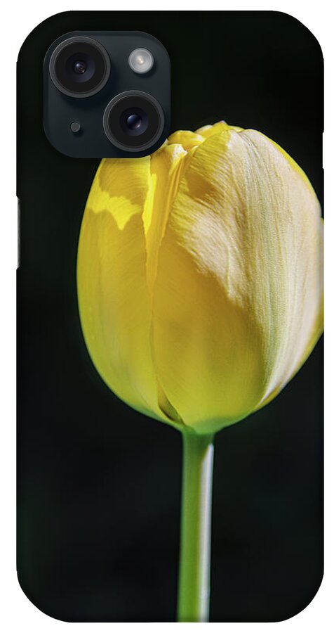 Flora iPhone Case featuring the photograph The Perfect Tulip by Tricia Louque