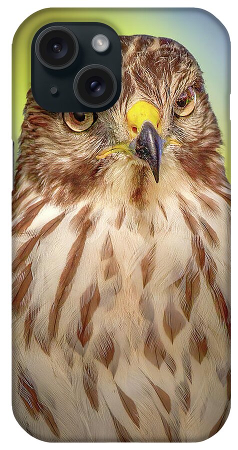 Red Shouldered Hawk iPhone Case featuring the photograph The Serious Hawk by Mark Andrew Thomas