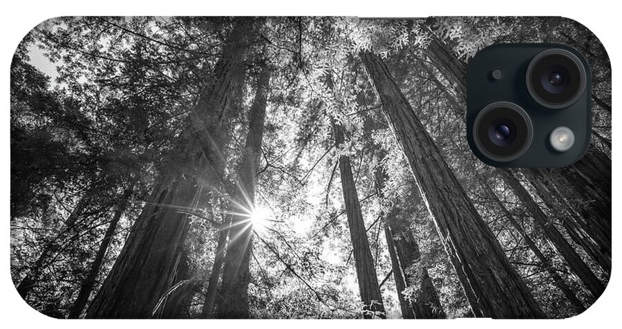 Santa Cruz iPhone Case featuring the photograph The Tallest Redwoods Monochrome by Joseph S Giacalone