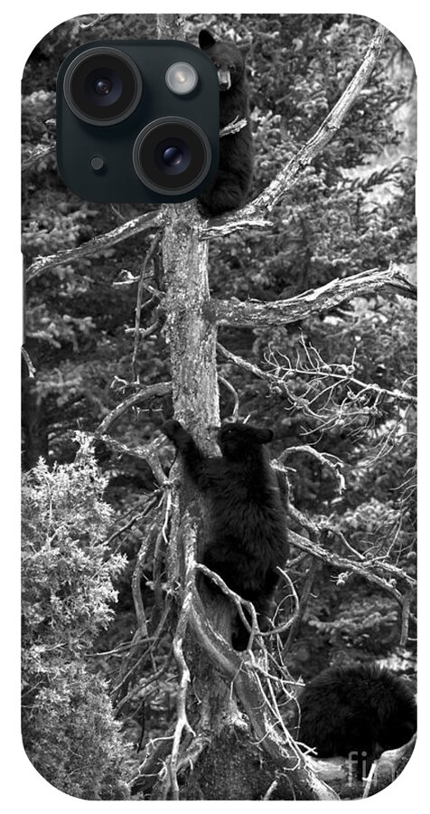 Black Bears iPhone Case featuring the photograph The Three Climbers Black And White by Adam Jewell