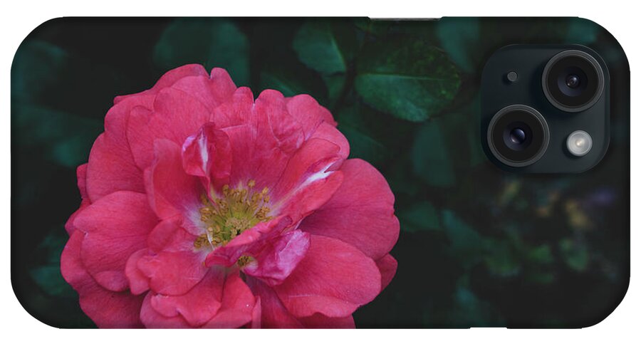 Flowers & Plants iPhone Case featuring the painting The Tiny Rose by Adam Johnson