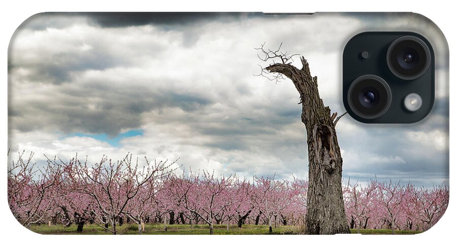 Clouds iPhone Case featuring the photograph The Tree and The Orchard by Marilyn Cornwell
