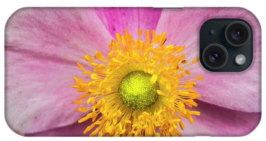 Japanese Anemone iPhone Case featuring the photograph The Windflower by Jurgen Lorenzen