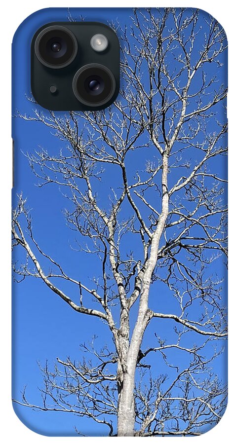 Tree iPhone Case featuring the photograph The Young Lady by Lee Darnell