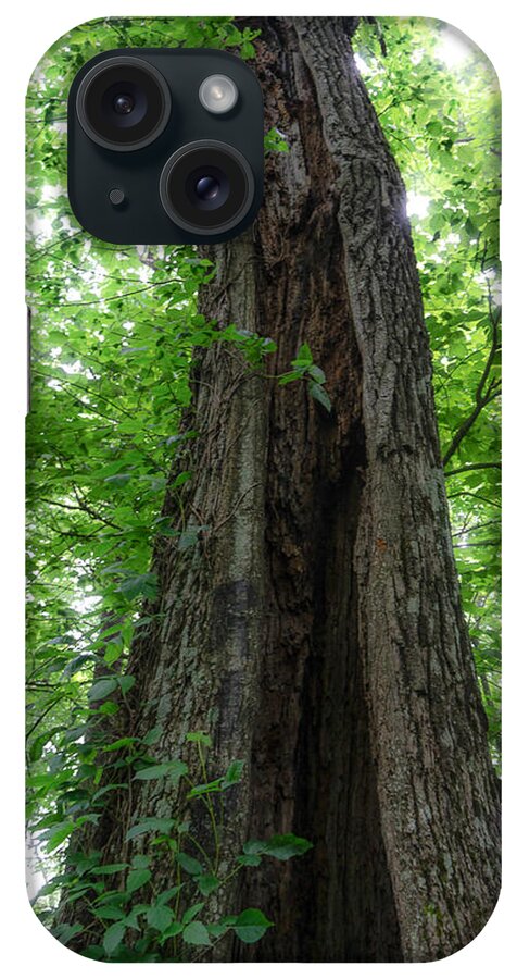 #trees#mountainstoseatrail#pisgahnationalforest#pisgahinn#ashevillenorthcarolina#usa iPhone Case featuring the photograph There Are Many Ancient Spirits in the Forest by Katherine Y Mangum