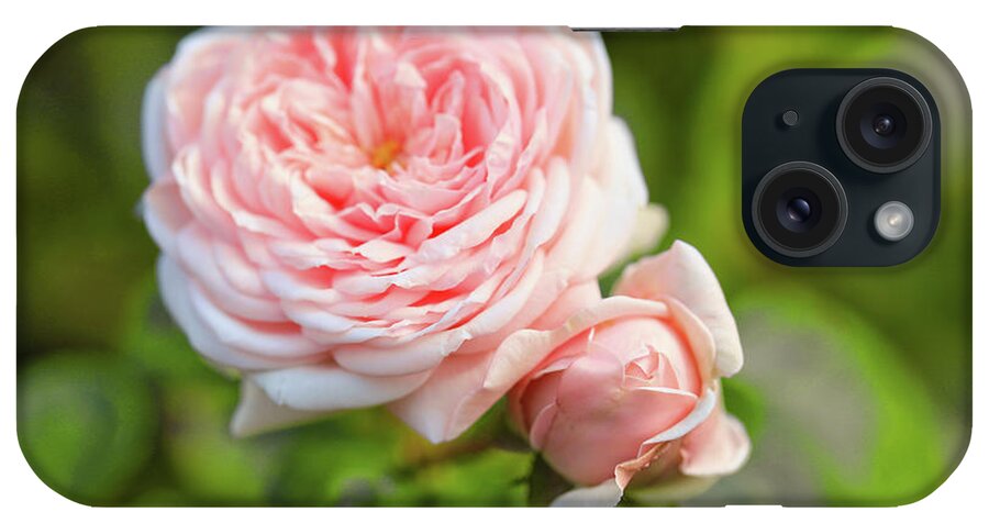 Pink iPhone Case featuring the photograph This Is Rose And Baby Bud by Scott Burd