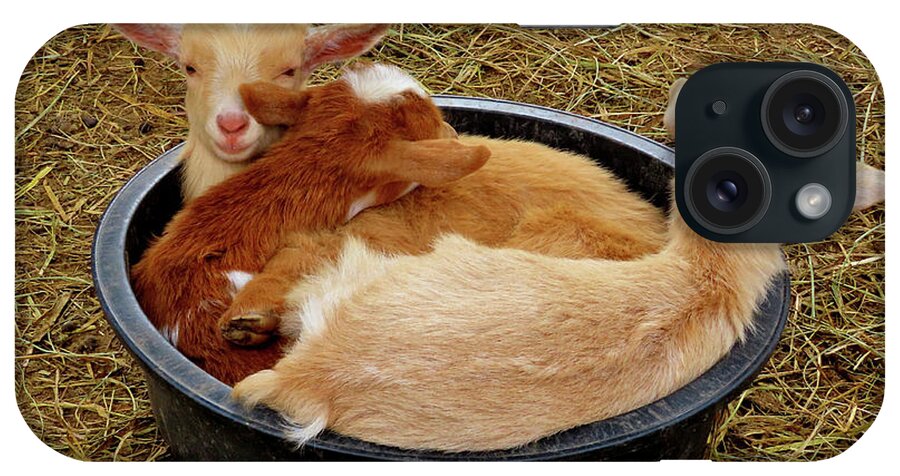 Goats iPhone Case featuring the photograph Three Baby Goats in a Bowl by Linda Stern