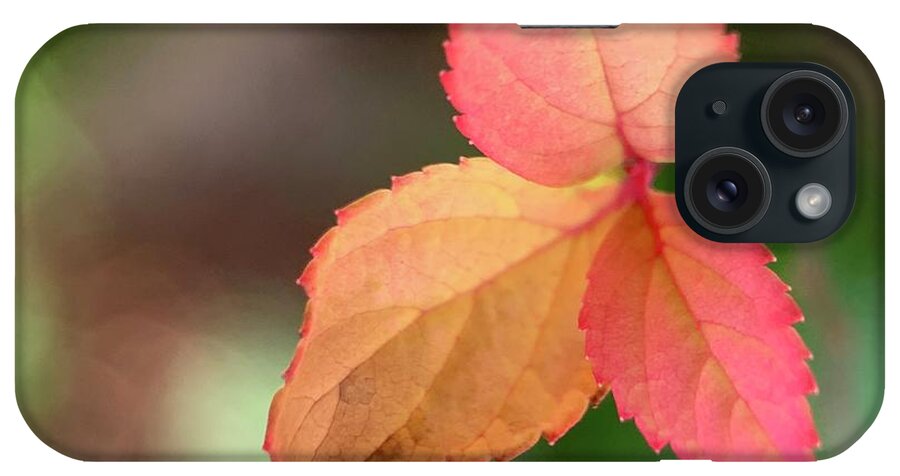 Fall iPhone Case featuring the photograph Three Fall Leaves by Catherine Wilson