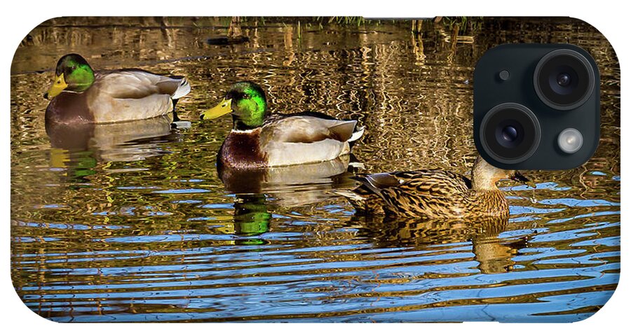 Birds iPhone 15 Case featuring the photograph Three Mallard ducks chilling out by Louis Dallara