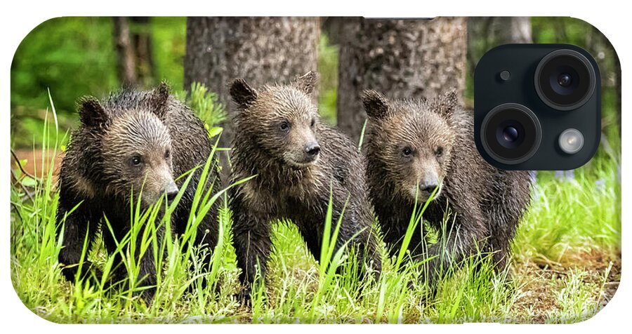 Grizzly iPhone Case featuring the photograph Three of Four of Grizzly 399's Cubs by Belinda Greb