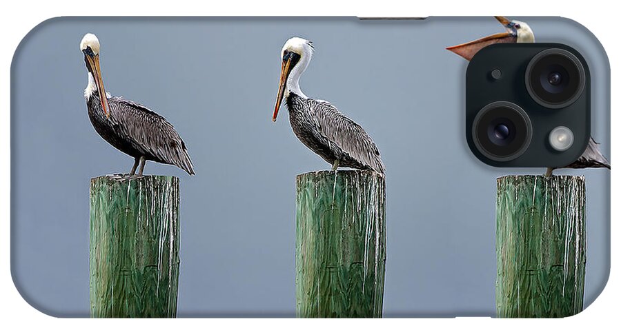 Three Pelicans iPhone Case featuring the photograph Three Pelicans 03 by Jim Dollar