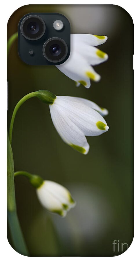 Snowdrop Flowers iPhone Case featuring the photograph Three Snowdrop Flowers by Joy Watson