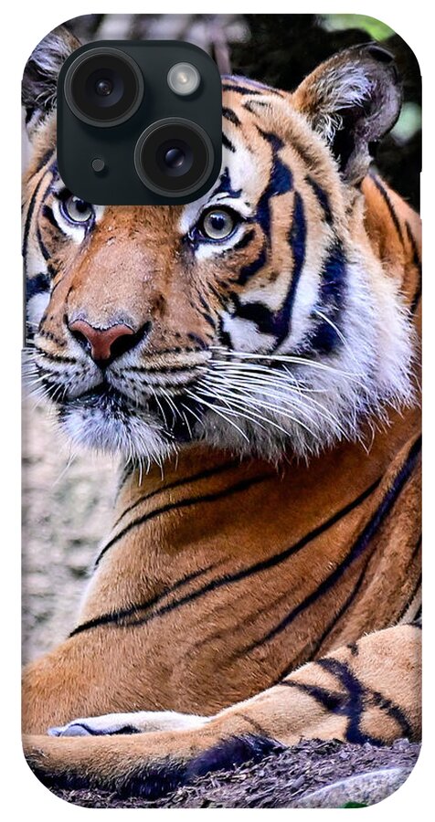 Tiger iPhone Case featuring the photograph Tiger by Ed Stokes