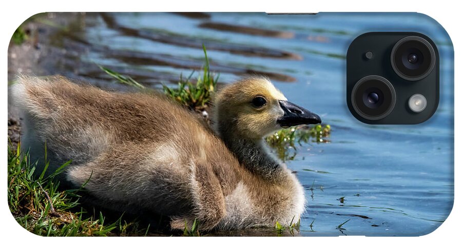 Gosling iPhone Case featuring the photograph Time For A Swim by Cathy Kovarik
