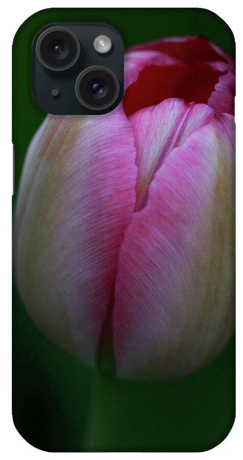 Tulip iPhone Case featuring the photograph Tiny Tulip by Mary Anne Delgado