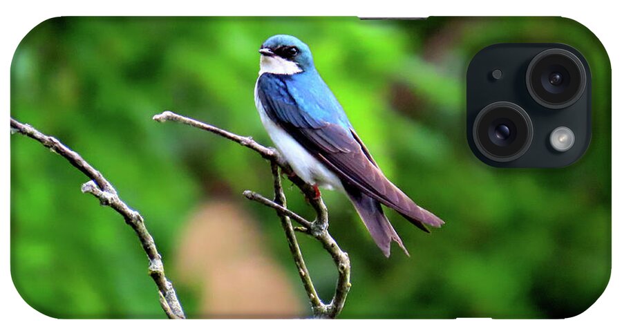 Birds iPhone Case featuring the photograph Tree Swallow at Palmyra Nature Cove by Linda Stern