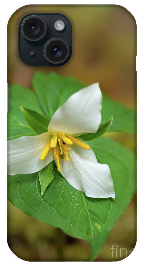 Boulder River iPhone Case featuring the photograph Trillium Blossom in Deep Forest by Nancy Gleason
