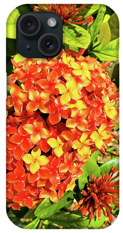 Still Life iPhone Case featuring the photograph Tropical Ixora Blooms by Sharon Williams Eng