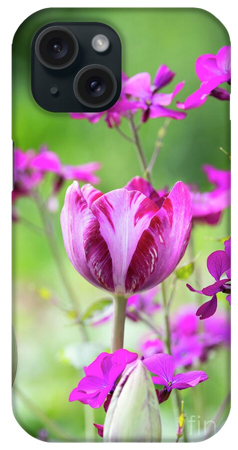 Tulip iPhone Case featuring the photograph Tulip Columbine by Tim Gainey