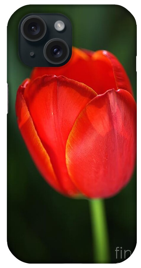 Tulip iPhone Case featuring the photograph Tulip Red With A Hint Of Yellow by Joy Watson