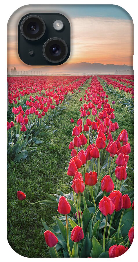 Tulips iPhone Case featuring the photograph Tulips at Sunrise by Michael Rauwolf