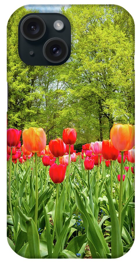 Colonial Williamsburg iPhone Case featuring the photograph Tulips in a Colonial Garden by Rachel Morrison