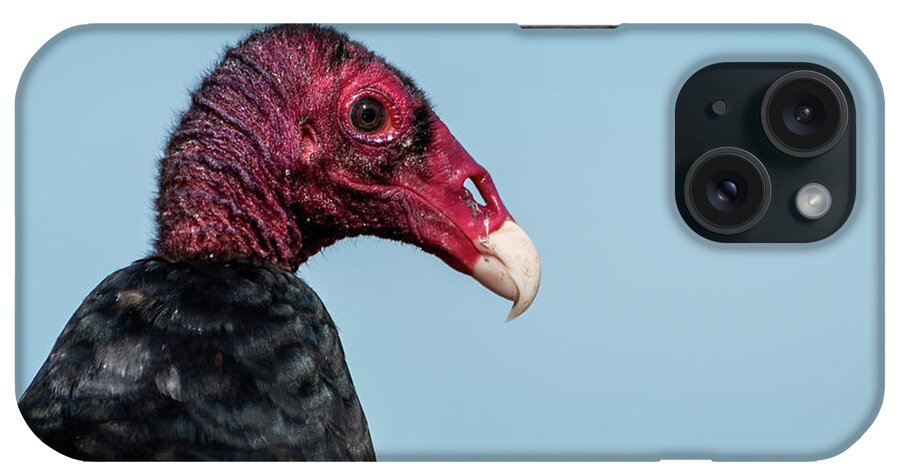 Turkey Vulture iPhone Case featuring the photograph Turkey Vulture Closeup by Bradford Martin