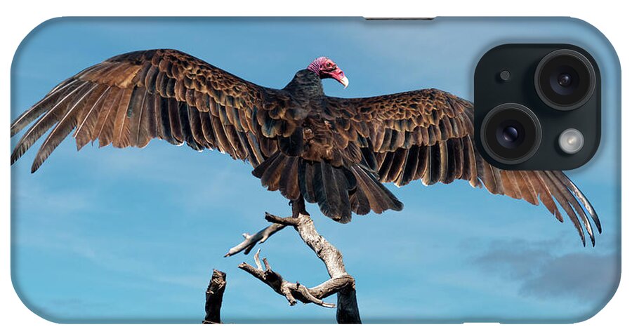 Adult iPhone Case featuring the photograph Turkey Vulture Perched in a Dead Tree by Jeff Goulden