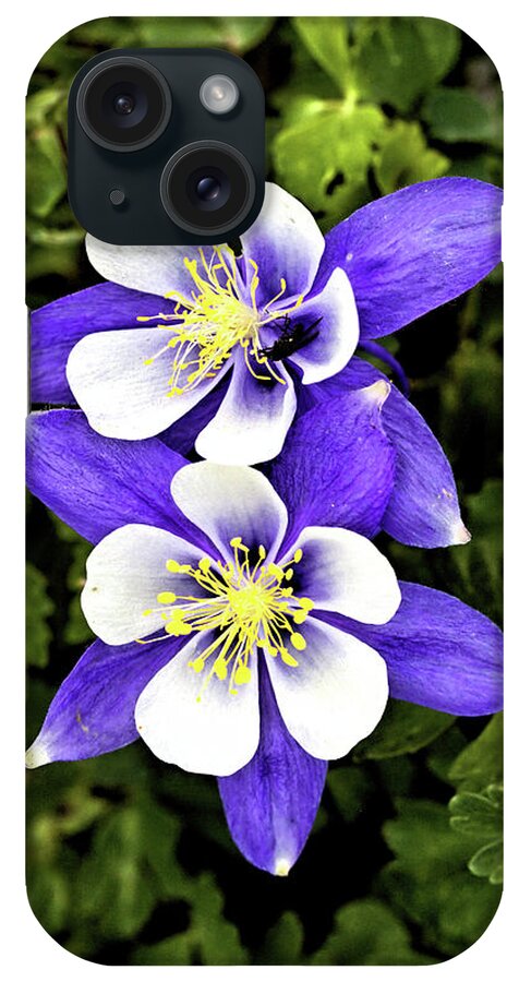 Flowers iPhone Case featuring the photograph Two Blue Columbines by Bob Falcone