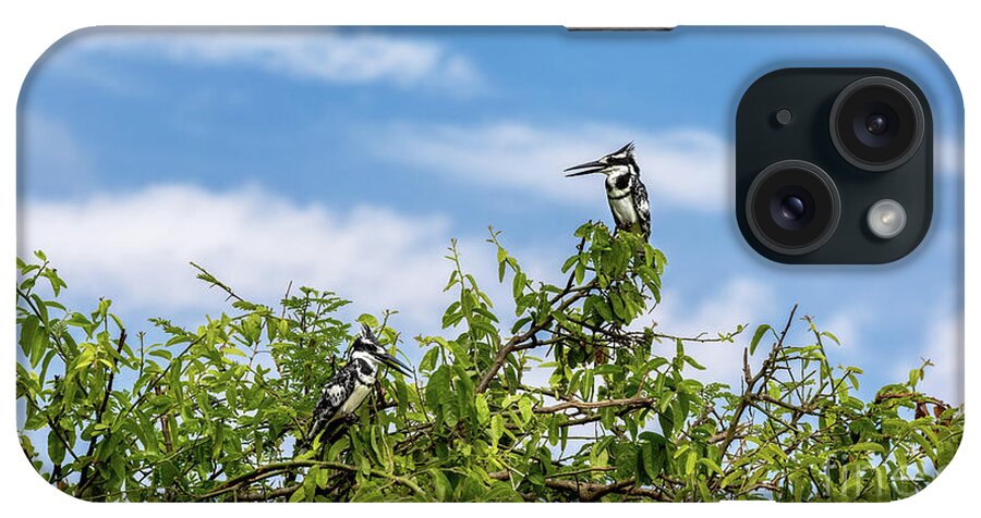 African Pied Kingfisher iPhone Case featuring the photograph Two female African pied kingfishers, Ceryle rudis, perched in a tree, Lake Edward, Queen Elizabeth National Park, Uganda. This is a popular breeding ground where the birds nest around the lake. by Jane Rix