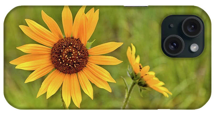 Sunflowers iPhone Case featuring the photograph Two Sunflowers by Bob Falcone