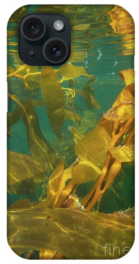 Alaska iPhone Case featuring the photograph Underwater View of Giant Kelp by Nancy Gleason